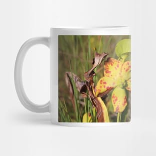 Drying Up Pitcher Plant Mug